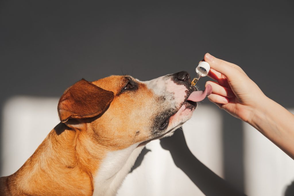 CBD For Pets